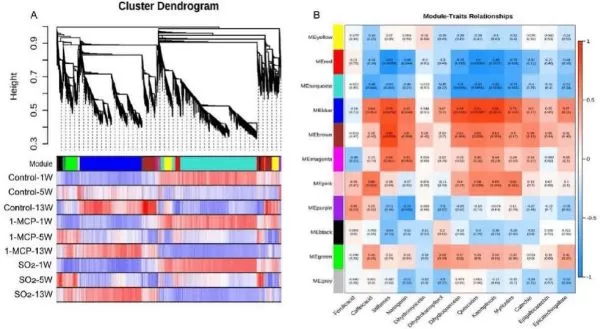 Weighted gene co-expression network analysis (WGCNA) of DEGs among different grape samples